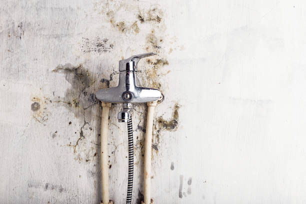  Lawrence, KS Mold Removal Pros