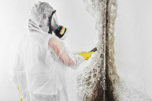 Best Home Mold Removal  in Lawrence, KS