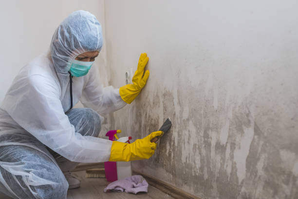 Best Fast Mold Removal  in Lawrence, KS