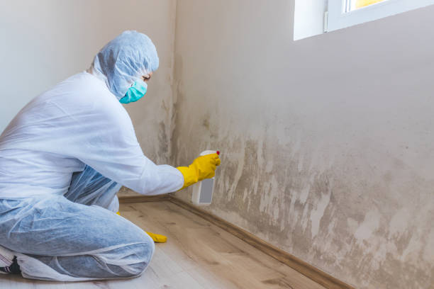 Best Mold Damage Repair  in Lawrence, KS
