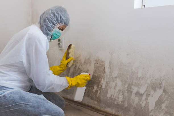 Best Attic Mold Removal  in Lawrence, KS