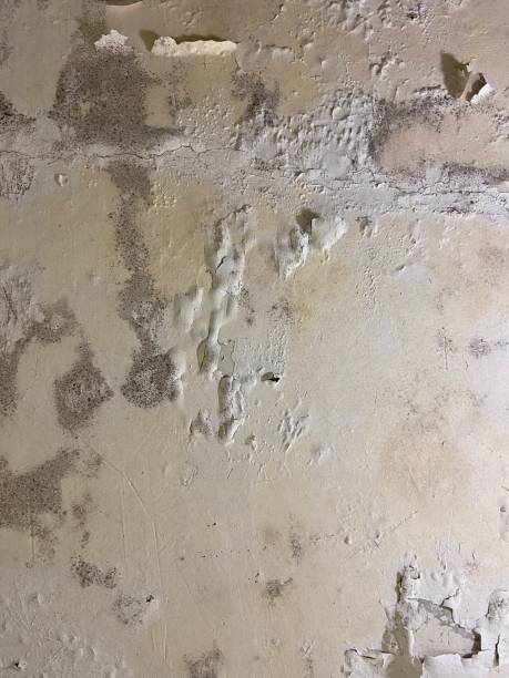 Reliable Lawrence, KS Mold Removal Solutions
