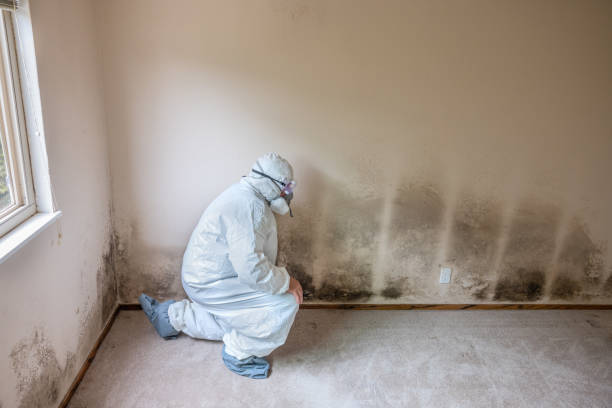 Best Mold Removal Near Me  in Lawrence, KS