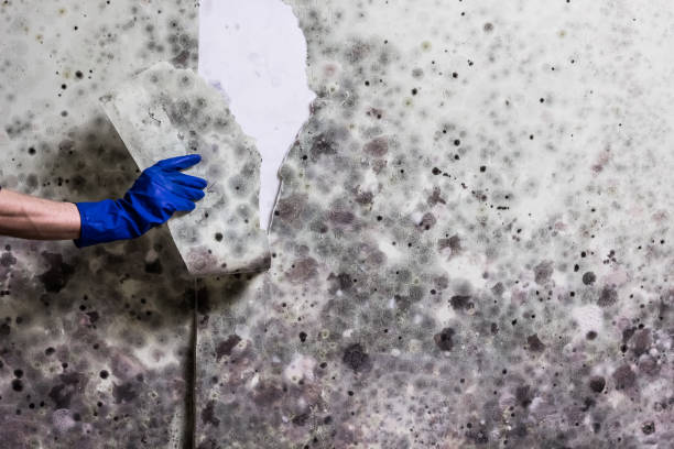 Certified Mold Removal in Lawrence, KS