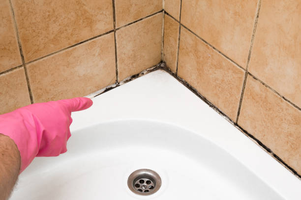 Best Mold Testing and Removal  in Lawrence, KS