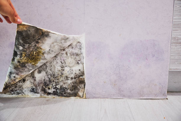 Lawrence, KS Mold Removal Company